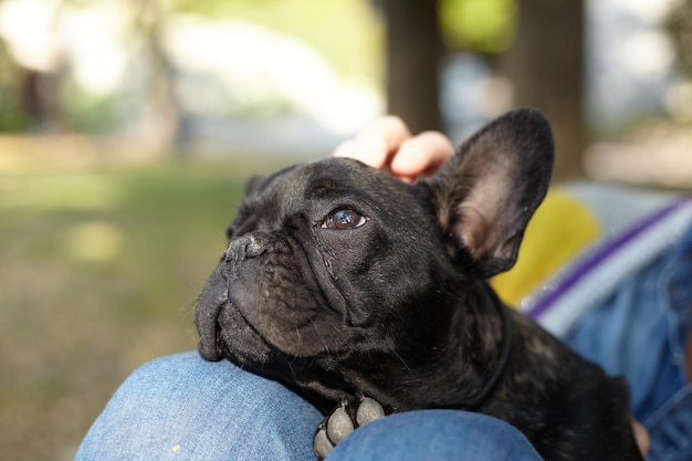 Cucciolo di bulldog francese nero