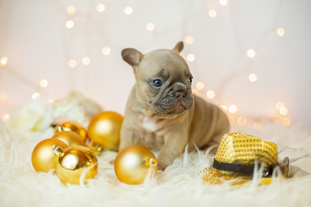 Cucciolo di bulldog francese per sfondo natalizio, giocattoli per l'albero di Natale, Natale