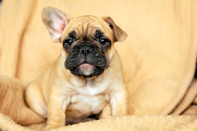 Cucciolo di bulldog francese sdraiato sul letto e guardando la telecamera...