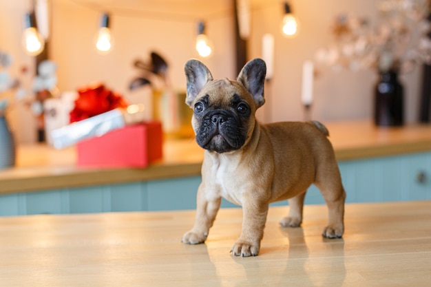 Cucciolo di bulldog francese seduto sul tavolo della cucina