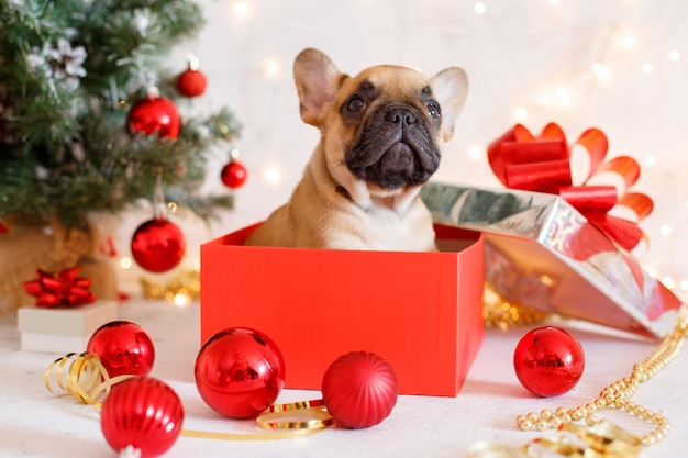 Cucciolo di bulldog francese sul pavimento