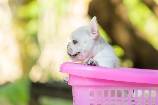 Cucciolo di bulldog francese