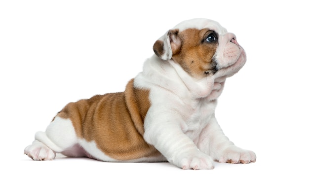 Cucciolo di bulldog inglese davanti al muro bianco