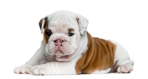 Cucciolo di bulldog inglese davanti al muro bianco