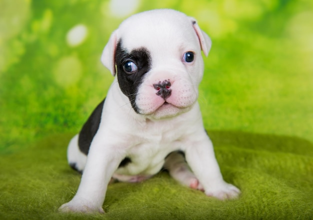 Cucciolo di bulli americani nero bianco su sfondo verde