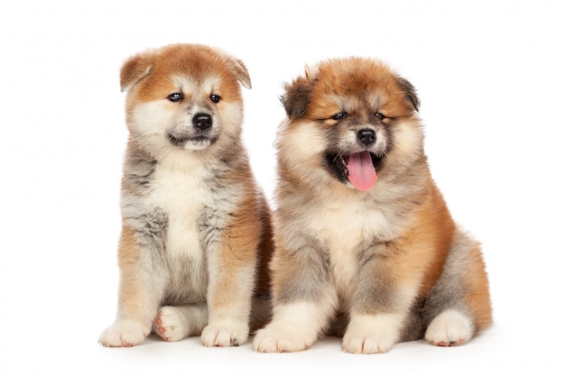 Cucciolo di cane Akita Inu