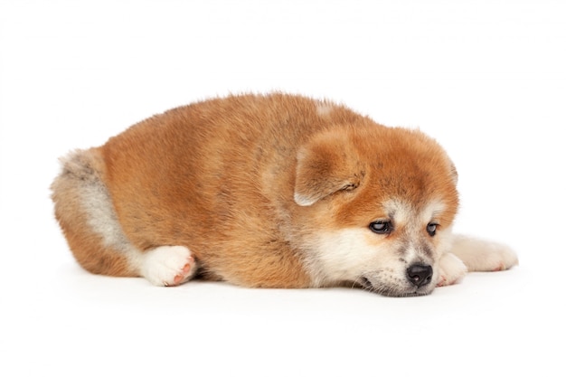 Cucciolo di cane Akita Inu