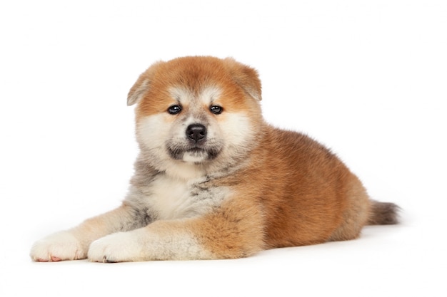 Cucciolo di cane Akita Inu