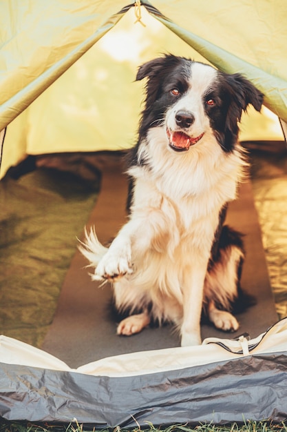 cucciolo di cane all'aperto border collie seduto all'interno in tenda da campeggio. viaggio con animali domestici, avventura con il cane