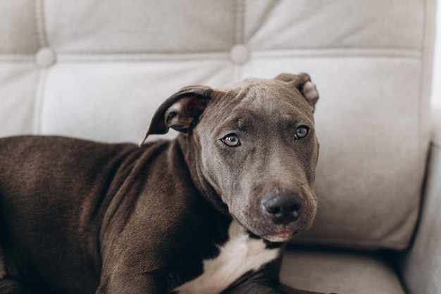 Cucciolo di cane Amstaff sdraiato su un divano grigio a casa