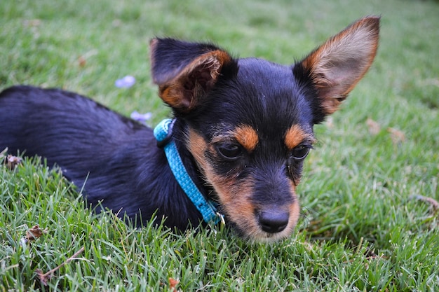 Cucciolo di cane bastardo terrier nell'erba