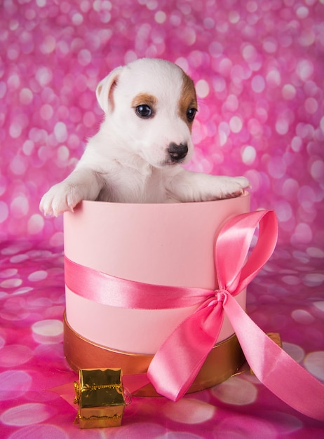 Cucciolo di cane bianco carino su scatola rosa con fiocco.