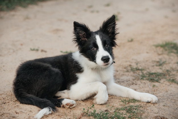 Cucciolo di cane border collie bianco e nero nel campo