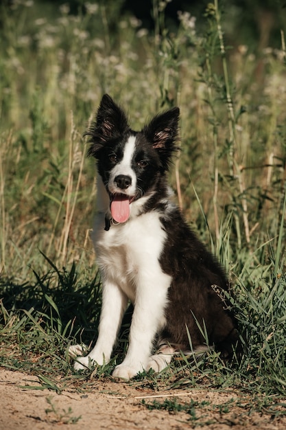 Cucciolo di cane border collie bianco e nero nel campo