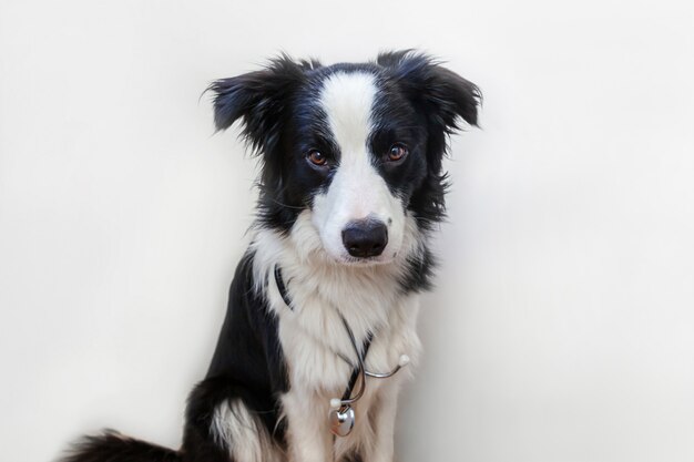 Cucciolo di cane border collie con lo stetoscopio isolato su fondo bianco