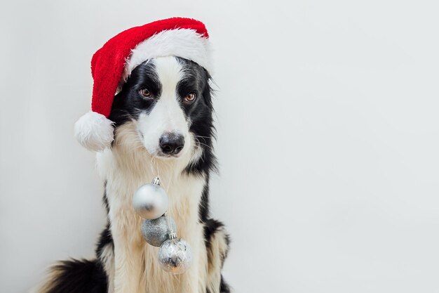 Cucciolo di cane border collie divertente che indossa il costume di natale cappello rosso di babbo natale che tiene orme di natale...