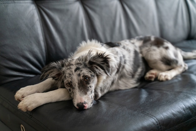 Cucciolo di cane Border Collie Merle