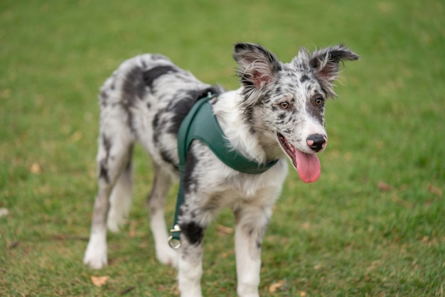 Cucciolo di cane Border Collie Merle