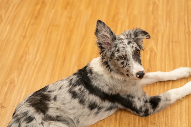 Cucciolo di cane Border Collie Merle