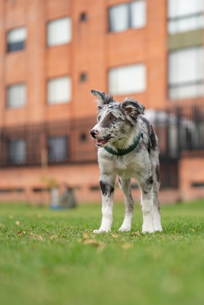 Cucciolo di cane Border Collie Merle