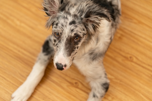 Cucciolo di cane Border Collie Merle