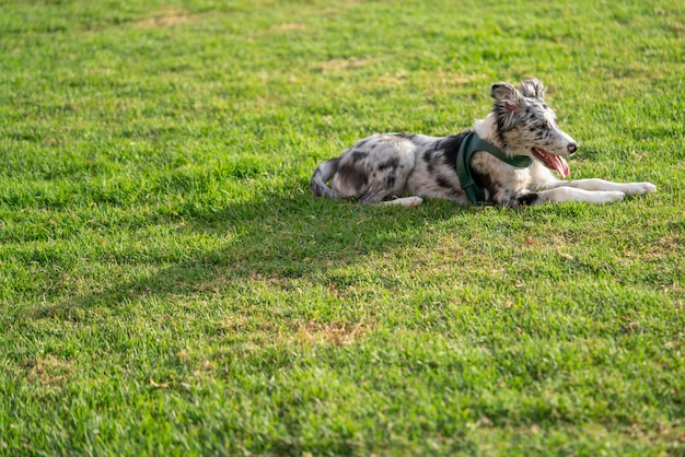 Cucciolo di cane Border Collie Merle