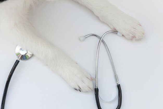 Cucciolo di cane border collie zampe e stetoscopio isolati su sfondo bianco Piccolo cane alla reception presso il medico veterinario in clinica veterinaria