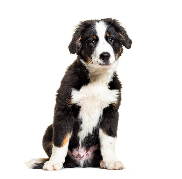 Cucciolo di cane Bordernese di razza mista Border Collie e Bovaro del Bernese di tre mesi