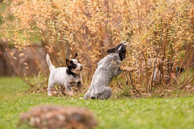 Cucciolo di cane bovino australiano all'aperto. Razza di cane con tacco blu. Cuccioli nel cortile di casa