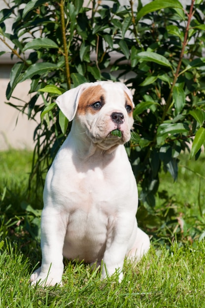 Cucciolo di cane bulldog americano cappotto bianco divertente sulla natura di tempo di primavera