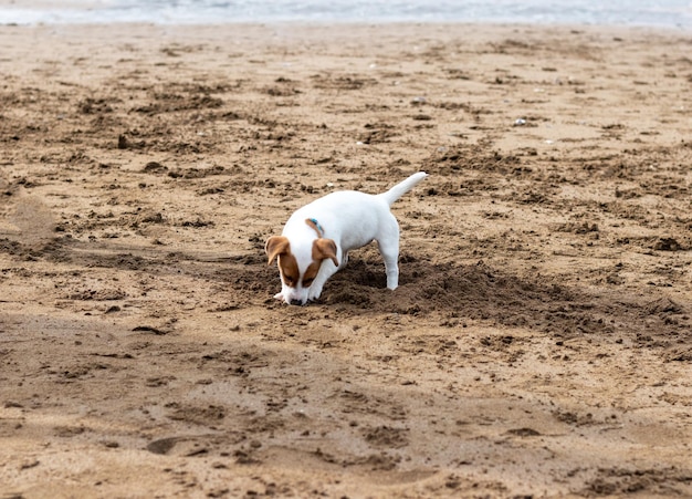 Cucciolo di cane carino che scava nella sabbia sulla spiaggia