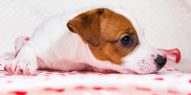 Cucciolo di cane carino jack russell terrier