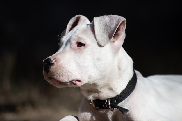 Cucciolo di cane carlino bianco tenero