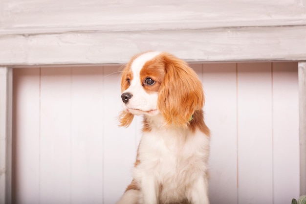 Cucciolo di cane Cavalier King Charles Spaniel all'interno