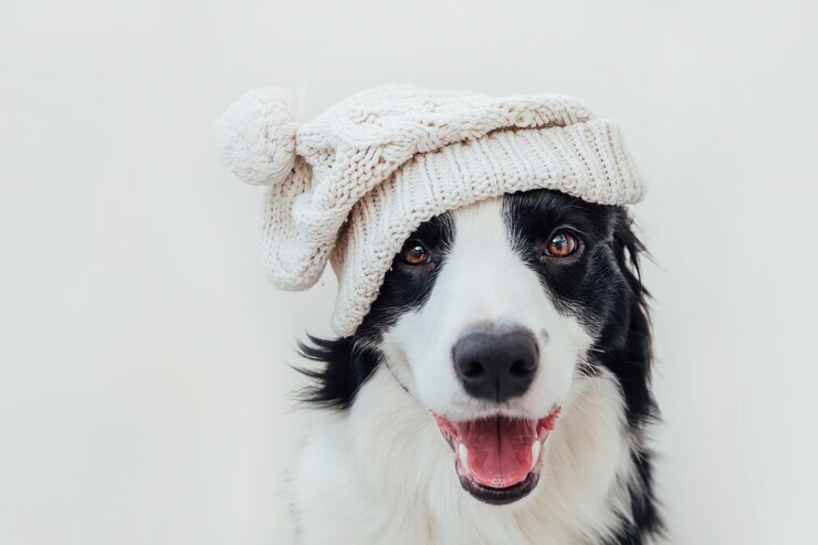 Cucciolo di cane che indossa cappello bianco lavorato a maglia isolato su sfondo bianco