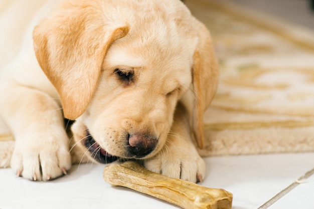 Cucciolo di cane che mangia l'osso del giocattolo