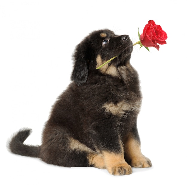 Cucciolo di cane che tiene rosa rossa nella sua bocca, cercante, isolata su bianco