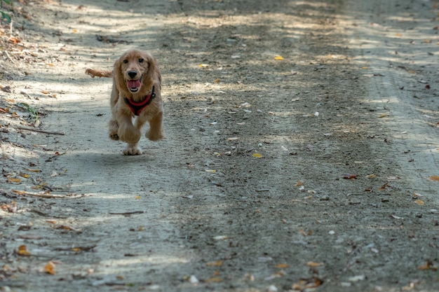 Cucciolo di cane cocker spaniel in esecuzione sull'erba