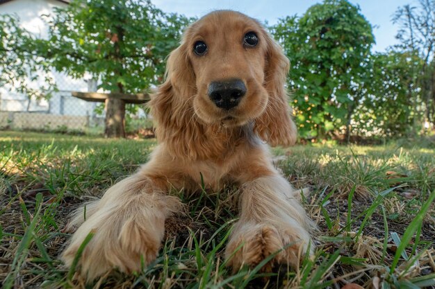 Cucciolo di cane cocker spaniel ritratto sull'erba
