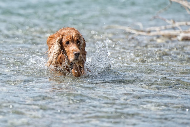 Cucciolo di cane cocker spaniel