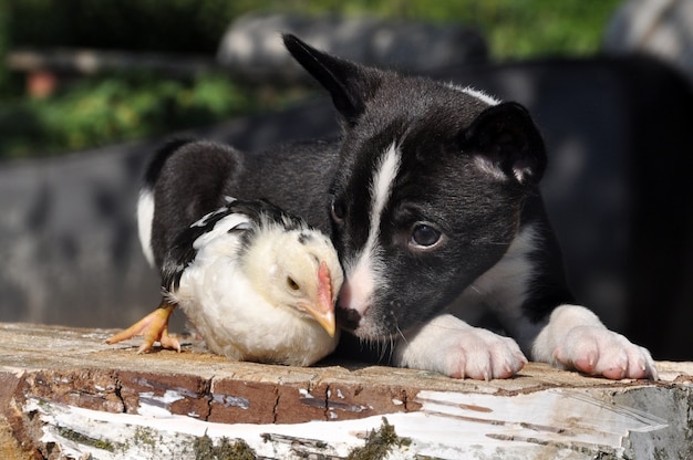 Cucciolo di cane con un piccolo pollo, Pasqua