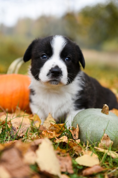 cucciolo di cane corgi con zucche