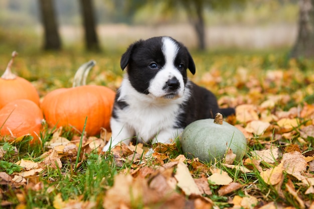 cucciolo di cane corgi con zucche