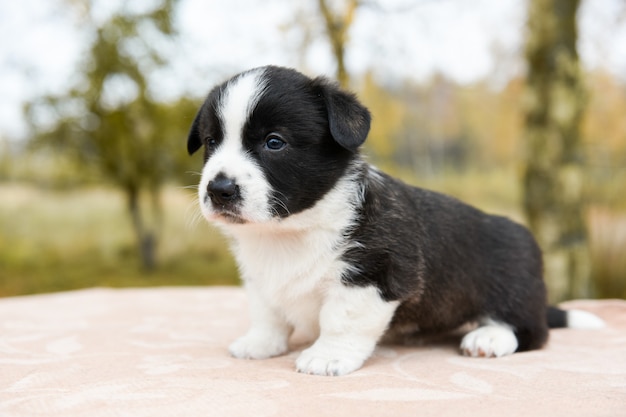 Cucciolo di cane corgi gallese