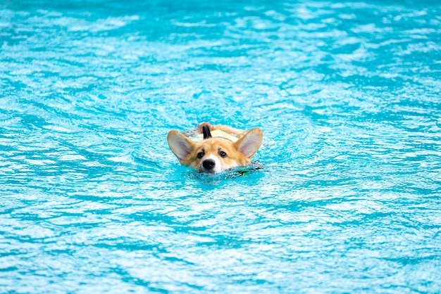 Cucciolo di cane Corgi gioca in piscina