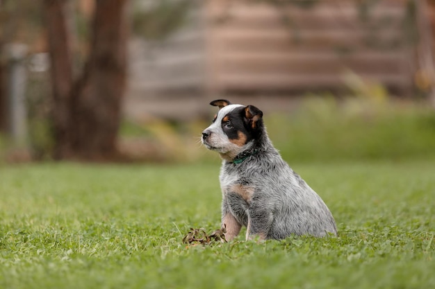 Cucciolo di cane da bestiame australiano all'aperto Razza di cane blu heeler Cuccioli sul cortile Lettiera per cani Cuccia per cani