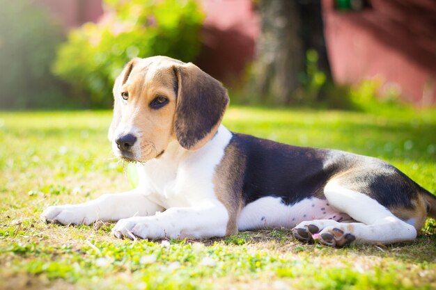 Cucciolo di cane da lepre