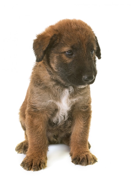 cucciolo di cane da pastore belga laekenois