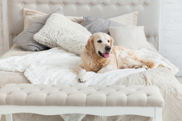 Cucciolo di cane del golden retriever in camera da letto luminosa lussuosa di colori con letto a due piazze