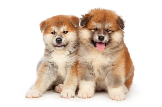 Cucciolo di cane di Akita Inu su bianco